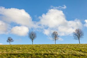 Bäume mit Sommerwolken bei Engenhahn sur Christian Müringer