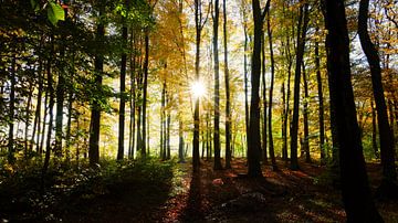Autumn Sun In The Forest