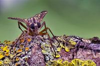 Mouche et petite araignée sauteuse