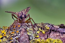 Fliege und kleine Springspinne von Ivar Kooren