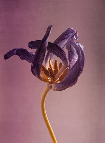 Danse violette sur Andreas Berheide Photography