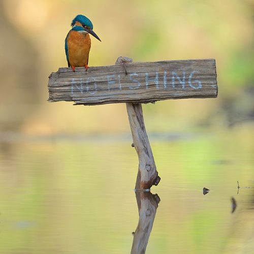 IJsvogel - No fishing!