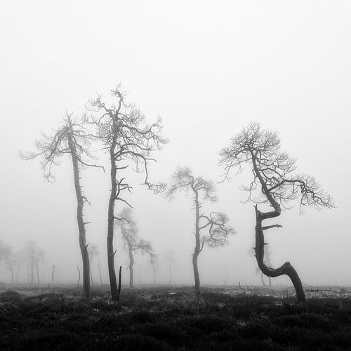 De mooie verbrande bomen van Noir Flohay op de Hoge Venen in de Belgische Ardennen.