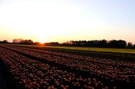 Tulips by Simon E thumbnail