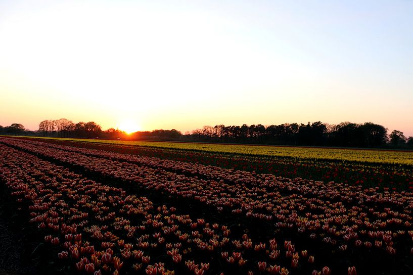 Tulips by Simon E