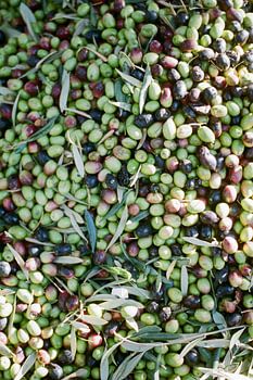 Gros plan d'olives mélangées à Ourika | Maroc