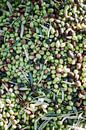 Nahaufnahme von gemischten Oliven in Ourika | Marokko von Raisa Zwart Miniaturansicht