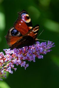 peacock, butterfly by Nynke Altenburg