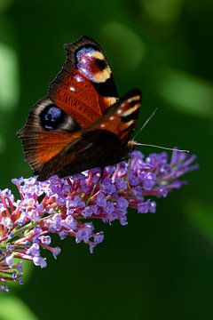dagpauwoog, vlinder van Nynke Altenburg