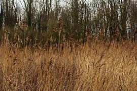 Schilf. von Rob Klaucke