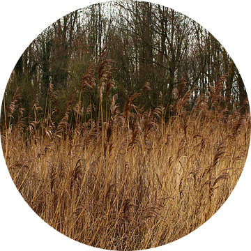 Riet. van Rob Klaucke