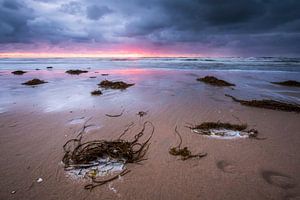 Kelp