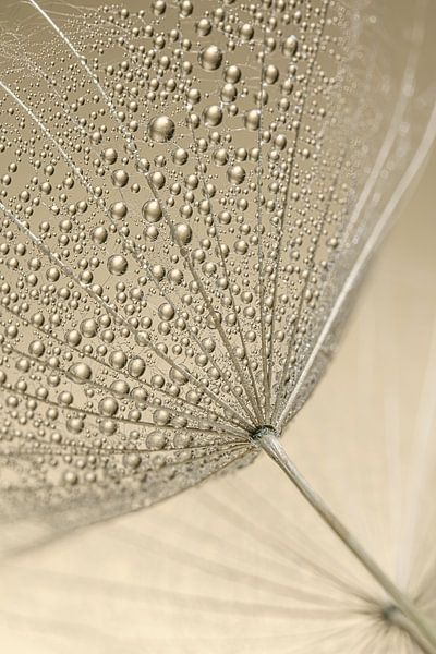 Abstraction: Droplets on a seed pod of a Tragopogon (morning star) by Marjolijn van den Berg