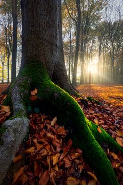 Moss and tree root by Thijs Friederich