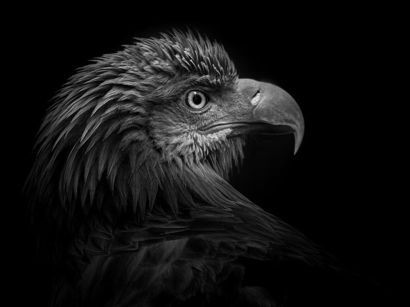 European eagle by Ruud Peters