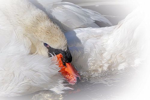 Serene calm, but always vigilant