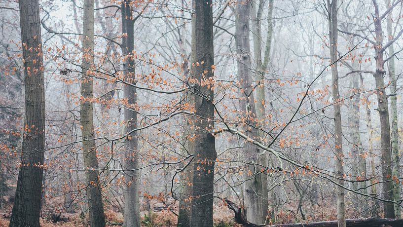 Whiter shade of pale by Lichtstilte