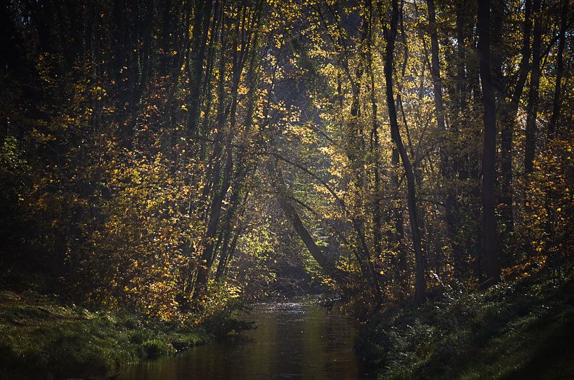Herbstwald von Zwergls Lichtermeer