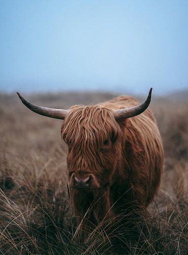 Schotse Hoogland Vee Mistig