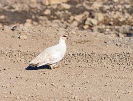 Spitsbergen Snow grouse by Merijn Loch