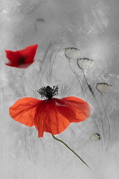 Mohnblume von Ingrid Van Damme fotografie
