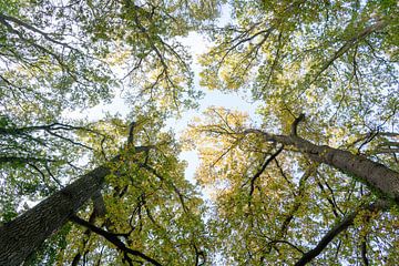 Toppen van de bomen in het bos van Marcel Derweduwen