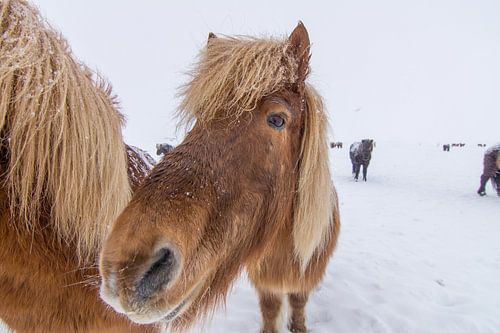 Icelandic horses by Wigger Tims