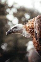 Vulture portrait