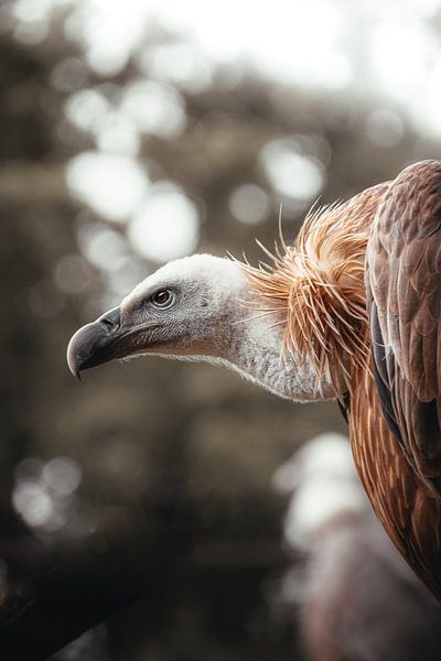 Portrait de vautour par Lynn Meijer