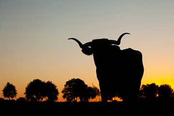 aurochs by Bob Luijks