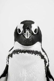 Penguin in black and white by Poster Art Shop