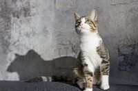 Nieuwsgierige kat