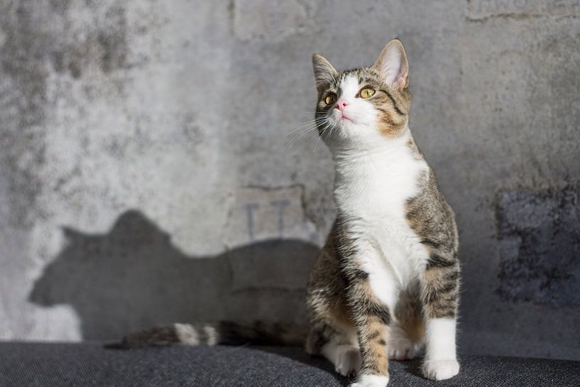 Nieuwsgierige kat van Joost Winkens