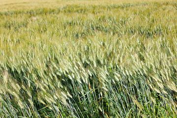 typical wheat field background