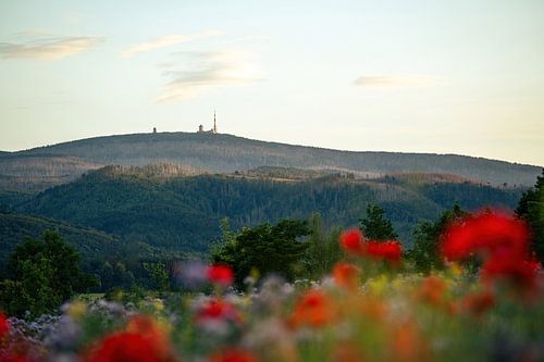 Der Brocken im Harz mit Mohnfeld