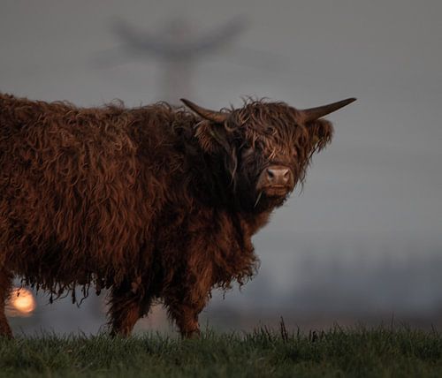 Le regard insolent du Highlander