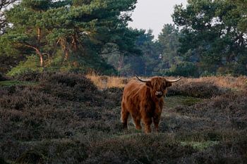 Highlander écossais dans les landes