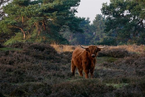 Scottish Highlander in the moors