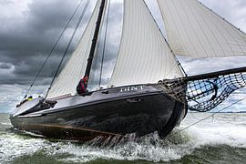 Lemsteraak in action by Jasper van Staveren