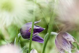 Blume IV - Kuhschelle by Michael Schulz-Dostal