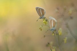 White-striped blues by Elles Rijsdijk