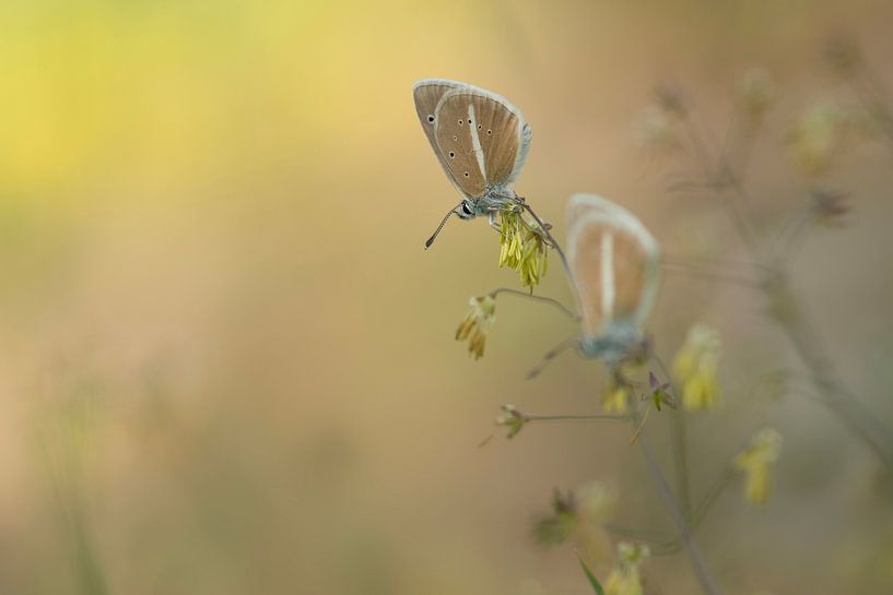 White-striped blues by Elles Rijsdijk