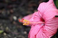 Pink orchid with dewdrop