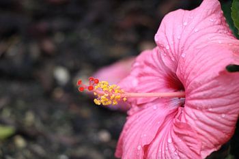Pink orchid with dewdrop