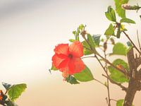 a flower in the rainforest by nosy be