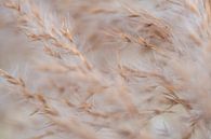 Grashalme im Wind von Nadia Feys Miniaturansicht