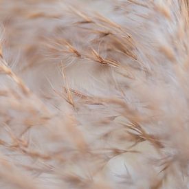 Grashalme im Wind von Nadia Feys