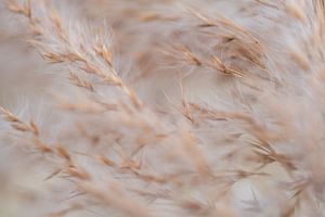 Les tiges d'herbe dans le vent