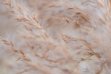 Grashalmen in de wind van Nadia Feys
