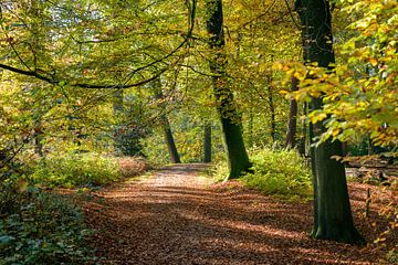 Promenade automnale dans le domaine de Rhederoord